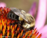 Bumblebee (<em>Bombus</em> sp.) on a coneflower