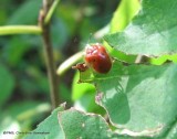 Golden Tortoise Beetle (<em>Charidotella sexpunctata bicolor</em>)