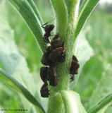 Treehopper (Publiblia concava) on goldenrod