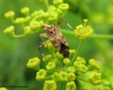 Plant bug (<em>Neurocolpus</em> sp.) on wild parsnip
