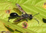 Sphecid wasp (<em>Isodontia mexicana</em>), on goldenrod