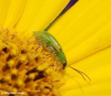 Northern corn rootworm beetle(<em>Diabrotica barberi</em>) on sunflower