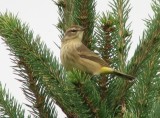 Palm warbler