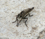 Robber fly (Asilidae sp.)
