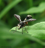 Thick-headed fly (<em>Physocephala</em> sp.)