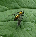 Long-legged fly (<em>Condylostylus</em> sp.)