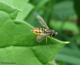 Hover fly (<em>Toxomerus marginatus</em>) female