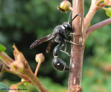 Potter wasp (<em>Eumenes fraternus</em>)