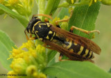 Paper Wasps (Family: Vespidae, Subfamily: Polistinae)
