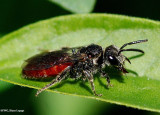 Sweat bee (<em>Sphecodes</em> sp.), female