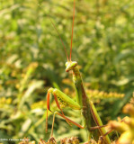 Praying mantis (<em>Mantis religiosa</em>)