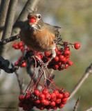 American robin eating mountain ash berries