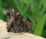 Red admiral (<em>Vanessa atalanta</em>)
