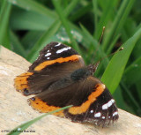 Red admiral (<em>Vanessa atalanta</em>)