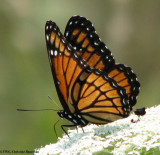Viceroy (Limenitis archippus)