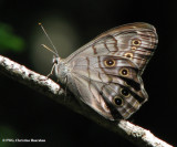 Northern pearly eye (Enodia anthedon)
