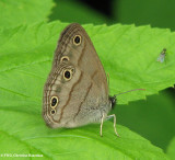 Little wood satyr (Megisto cymela)