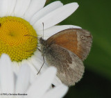 Common ringlet (Coenonympha tullia)