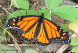 Monarch (<em>Danaus plexippus</em>) male