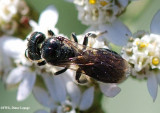 Sweat bee (Halictid sp.)