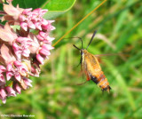 Hummingbird moth (<em>Hemaris thysbe</em>), #7853