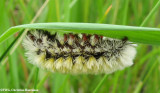 Ctenucha moth (<em>Ctenucha virginica</em>) caterpillar