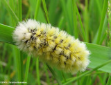 Virginia ctenucha moth caterpillar (Ctenucha virginica) , #8262