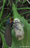 ctenucha moth (<em>Ctenucha virginica</em>) just emerged
