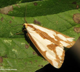 Confused haploa (<em>Haploa confusa</em>), #8112