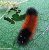 Woolly bear caterpillar (<em>Pyrrharctia isabella</em>), #8129