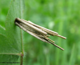 Bagworm moth (Psyche casta) pupal case, #0437