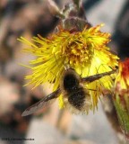 Bee fly <em>(Bombylius major</em>)