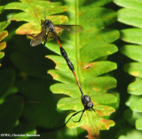 Bee fly (<em>Systropus</em> sp.)