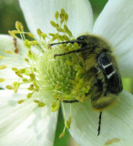 Flower scarab beetle (<em>Trichiotinus affinis</em>)