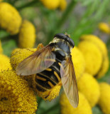 Hover fly (<em>Sericomyia chrysotoxoides</em>)