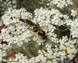 Ichneumonid wasp (Ichnemonidae sp.)