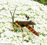 Ichneumonid wasp (Ichneumonidae sp.)