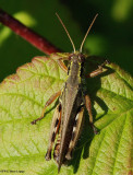 Red-legged grasshopper  (Melanoplus femurrubrum)