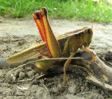 Two-striped grasshopper (Melanoplus bivittatus) ovipositing