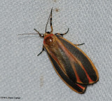 Painted lichen moth (Hypoprepia fucosa), #8090