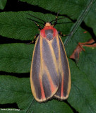 Painted lichen moth (Hypoprepia fucosa), #8090