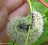 American dagger moth caterpillar (Acronicta americana), #9200