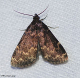 Litter Moths (Family: Erebidae; Subfamily Herminiinae)  8322 to 8397