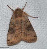 Cutworm moth (Polia purpurissata) #10280