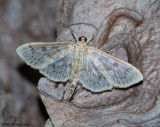 Herpetogramma thestealis, #5277