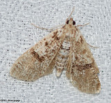 Splendid palpita (Palpita magniferalis), #5226