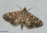 Crowned Phlyctaenia (Anania coronata), #4953