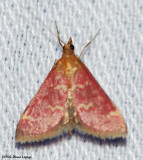 Raspberry pyrausta (Pyrausta signatlis), #5034