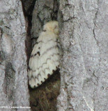 Gypsy moth (Lymantria dispar), female with egg mass,, #8313