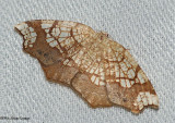 Horned Spanworm (Nematocampa resistaria), #7010